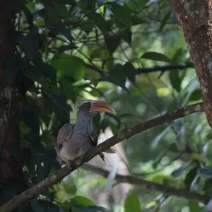 The Malabar grey hornbill (Ocyceros griseus) in Kidangoor village near Angamaly, Kerala. 
local name 'KozhiVezhampal'.

Ocyceros griseus is endemic to the Western Ghats and associated hills of southern India.