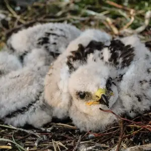 Nestlings of rough-legged buzzard in the nest. A photo from the geographical expedition to the Yamal Peninsula