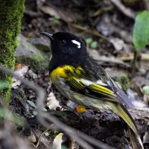 Hihi Zealandia Ecoreserve, Wellington Hihi were contained to just the Great Barrier Island by the early 1990's, due to mammalian predation, introduced by human settlers to New Zealand. Since then, ecosanctuaries like Zealandia have helped bring the Hihi 