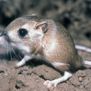The endangered Tipton kangaroo rat has lost much of it's historic range with only about 4% remaining.  Currently it is limited to scattered, isolated areas. In the southern San Joaquin Valley this includes the Kern National Wildlife Refuge, Delano, and ot