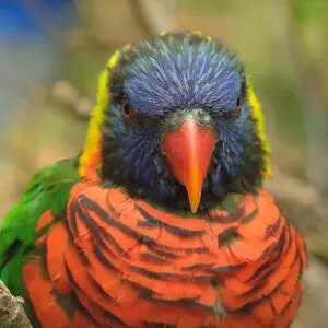 A Rainbow Lorikeet at Oregon Zoo, Portland, USA.