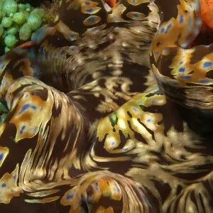Tridacna squamosa (Fluted Giant clam)