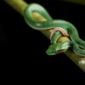 Trimeresurus popeorum, Pope's pit viper (male/juvenile) - Kaeng Krachan National Park, Thailand. 
This individual is probably the mother as they both were found only 30-40 meters apart;
Trimeresurus-popeorum-Pope%27s-pit-viper-(female)-Kaeng-Krachan-Natio