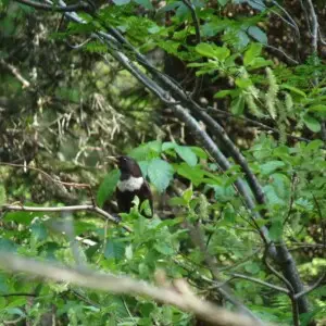 Ring Ouzel (Turdus torquatus), seen in the Chartreuse mountain, Is?re, France