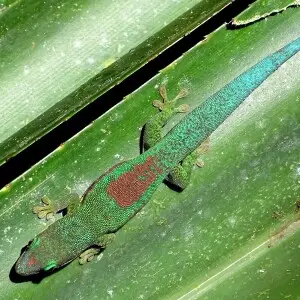 Turquoise-tailed day gecko, Perinet