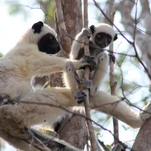 Von der Deckens sifaka in de Tsingy