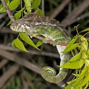 Warty chameleon (Furcifer verrucosus) male, Arboretum d'Antsokay, Madagascar