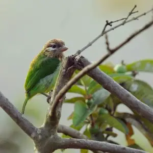 White-cheeked barbet on guava tree in the Anamalai hills, India