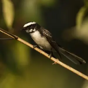 birds from India