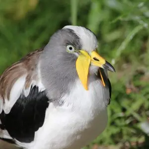 White-headed Lapwing, also White-crowned Plover (Vanellus albiceps) - San Diego Zoo