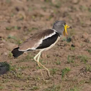 White-headed Lapwing (Vanellus albiceps) in South Luangwa, Zambia.