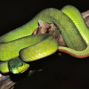 Indonesian Pit Viper