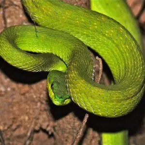 Indonesian Pit Viper