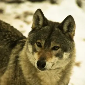 Wolf at Castello Belfort, Trentino-Alto Adige, Italy