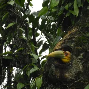 Photograph of the Wreathed Hornbill chick about to emerge from the nest cavity in Pakke Tiger Reserve.