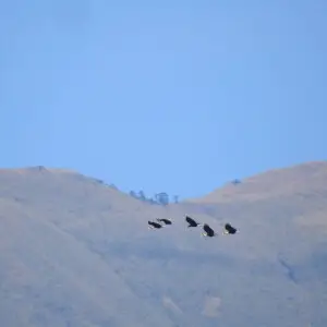 Wreathed Hornbill in flight in Namdapha