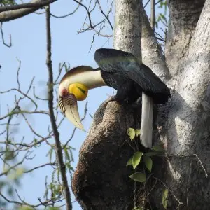 Wreathed hornbill male on a feeding visit to the nest tree (on Tetrameles nudiflora) in the Pakke Tiger Reserve.
