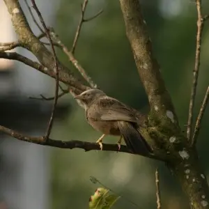 Yellow-billed babbler (Argya affinis) from Tiruvarur