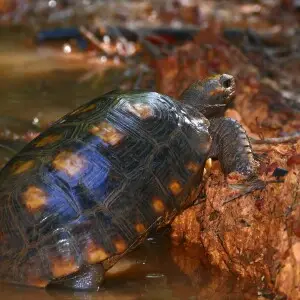 Yellow-Footed Tortoise
