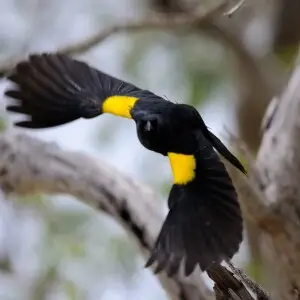 A Yellow-shouldered blackbird in Puerto Rico