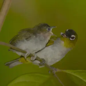 Black-crowned white-eye (Zosterops atrifrons) at Manado, North Sulawesi
