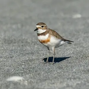(Double) banded Plover fem - New Zealand_FJ0A4125