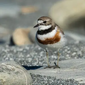 (Double) banded Plover - New Zealand_FJ0A4142