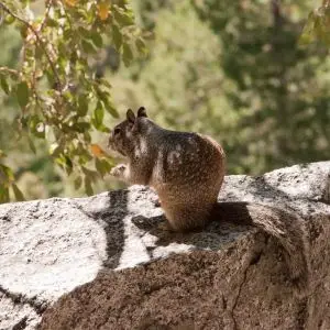 Rock Squirrel photo