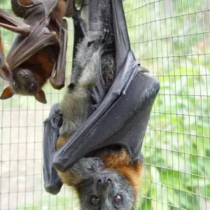 Little Red Flying Fox photo