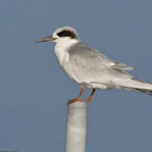 3 of 6 This Forster's Tern (Sterna forsteri) is a pigalo of the tern family Sternidae.  Taken from a kayak on 28 Nov. 2008 in the Morro Bay estuary at Morro Bay, CA.  Photo by Michael &quot;Mike&quot; L. Baird  &lt;a href="http://bairdphotos.com">bairdpho