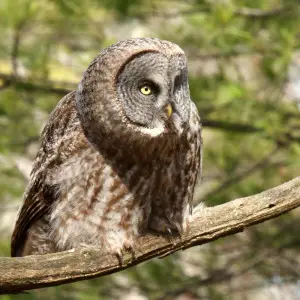 Great Grey Owl photo