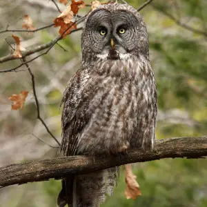 Great Grey Owl photo