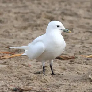 347 - IVORY GULL (11-7-10) pismo beach, slo co, ca (5)