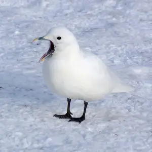 347 - IVORY GULL (2-4-07) quidi vidi lake, st john's, newfoundland (11)