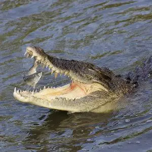 Australian Saltwater Crocodile photo