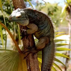 Blue Iguana photo