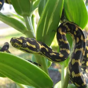 Carpet Python photo