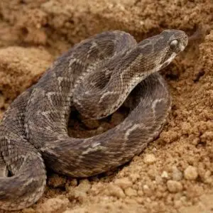 Indian Saw-Scaled Viper photo