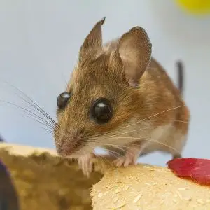 White-footed Mouse photo