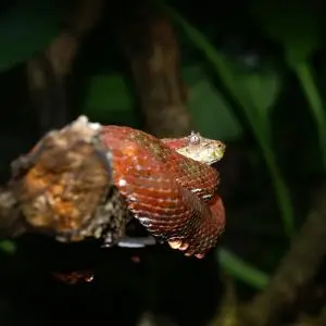 Eyelash Viper photo
