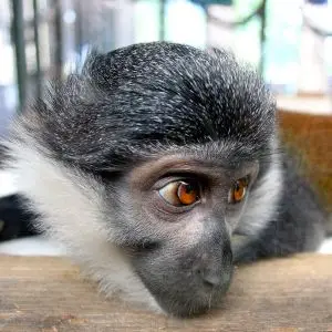 L'Hoest's Monkey photo