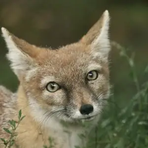 [4707] Corsac fox