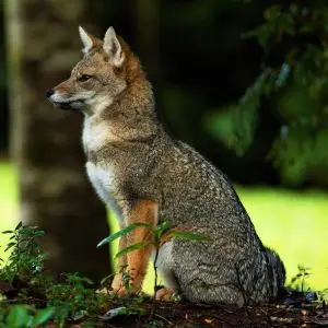 South American Gray Fox photo