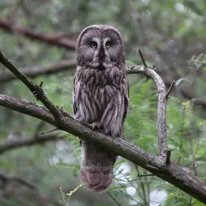 Great Grey Owl photo