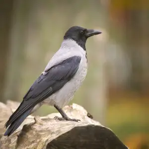 Hooded Crow photo