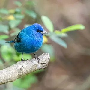 Indigo Bunting photo