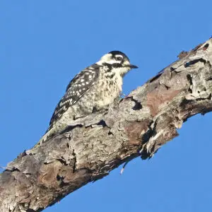 538 - RED-COCKADED WOODPECKER (6-9-2017) juvenile, patsy pond nature trail, croatan nat forest, carteret co, nc -11