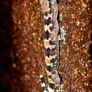 Spotted Leaf-toed Gecko Hemidactylus maculatus. Clicked by Dr. Raju Kasambe in BNHS Conservation Education Centre, Goregaon, Mumbai. Sanjay Gandhi National Park.
