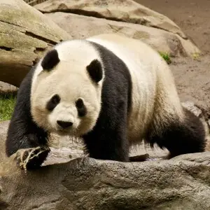Giant Panda photo