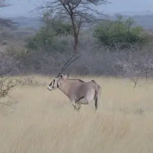 East African Oryx photo